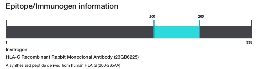 HLA-G Recombinant Rabbit Monoclonal Antibody (23GB6225)