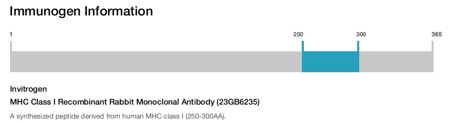 MHC Class I Recombinant Rabbit Monoclonal Antibody (23GB6235)