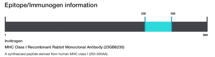 MHC Class I Recombinant Rabbit Monoclonal Antibody (23GB6235)
