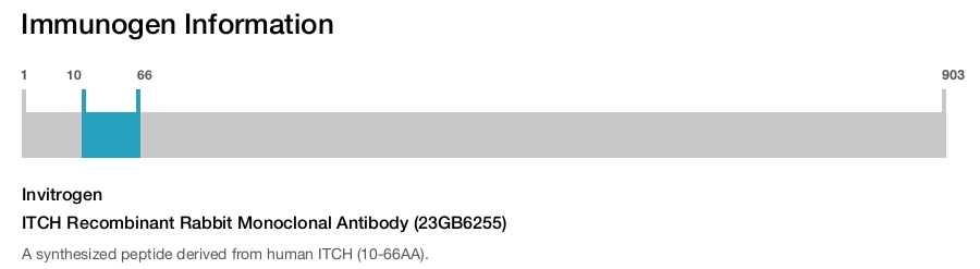 ITCH Recombinant Rabbit Monoclonal Antibody (23GB6255)