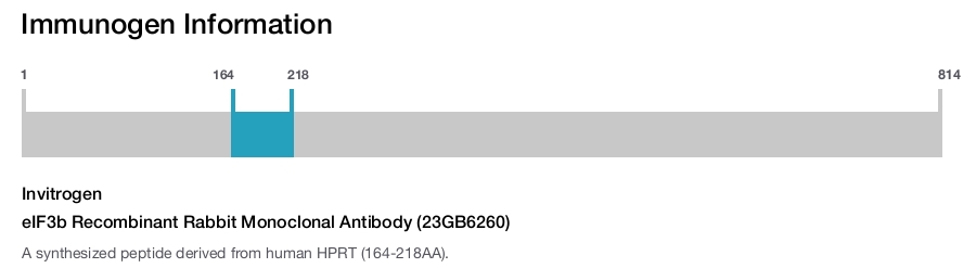 eIF3b Recombinant Rabbit Monoclonal Antibody (23GB6260)