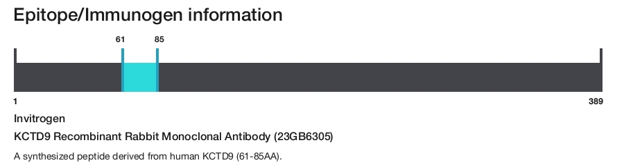 KCTD9 Recombinant Rabbit Monoclonal Antibody (23GB6305)
