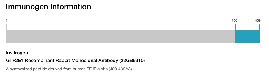 GTF2E1 Recombinant Rabbit Monoclonal Antibody (23GB6310)