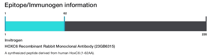 HOXC6 Recombinant Rabbit Monoclonal Antibody (23GB6315)