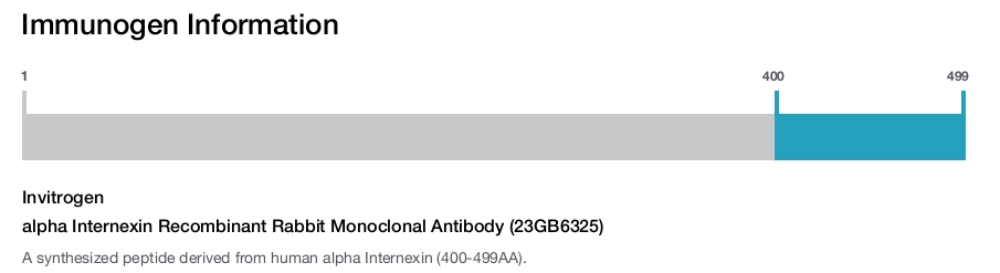 alpha Internexin Recombinant Rabbit Monoclonal Antibody (23GB6325)