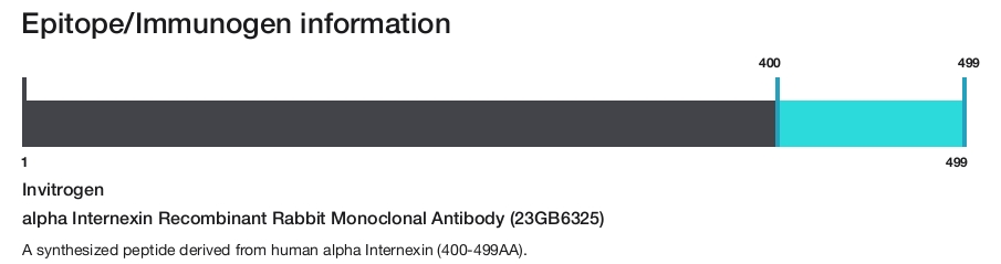 alpha Internexin Recombinant Rabbit Monoclonal Antibody (23GB6325)