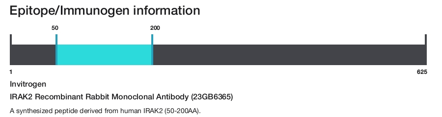 IRAK2 Recombinant Rabbit Monoclonal Antibody (23GB6365)