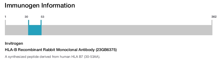 HLA-B Recombinant Rabbit Monoclonal Antibody (23GB6375)