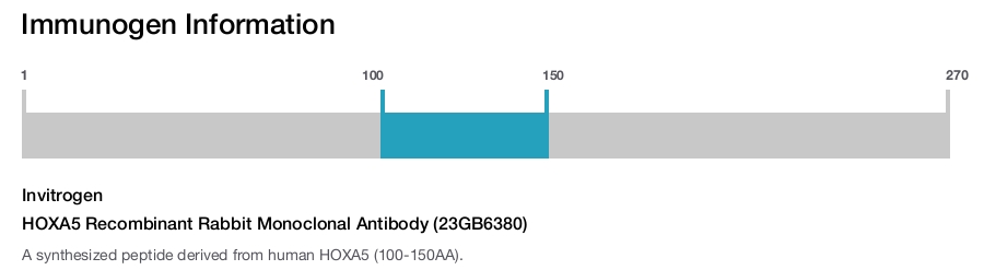 HOXA5 Recombinant Rabbit Monoclonal Antibody (23GB6380)