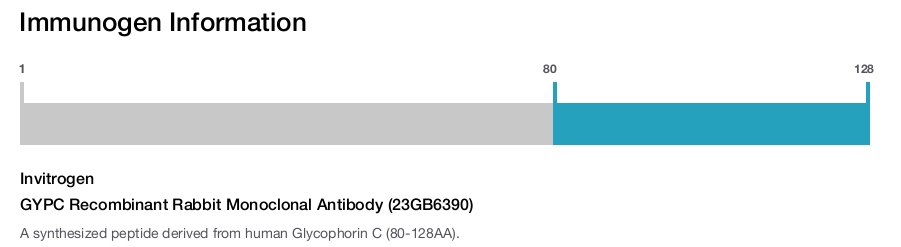 GYPC Recombinant Rabbit Monoclonal Antibody (23GB6390)