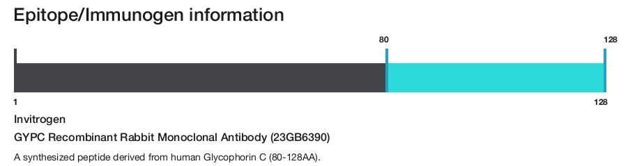 GYPC Recombinant Rabbit Monoclonal Antibody (23GB6390)