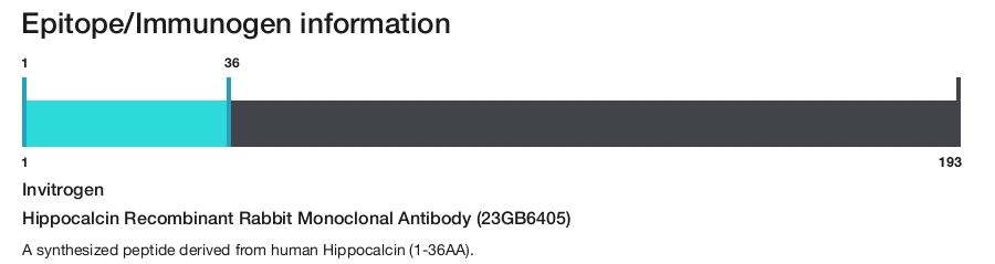 Hippocalcin Recombinant Rabbit Monoclonal Antibody (23GB6405)