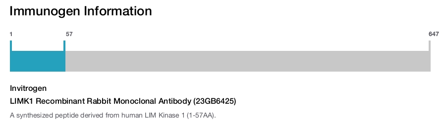 LIMK1 Recombinant Rabbit Monoclonal Antibody (23GB6425)