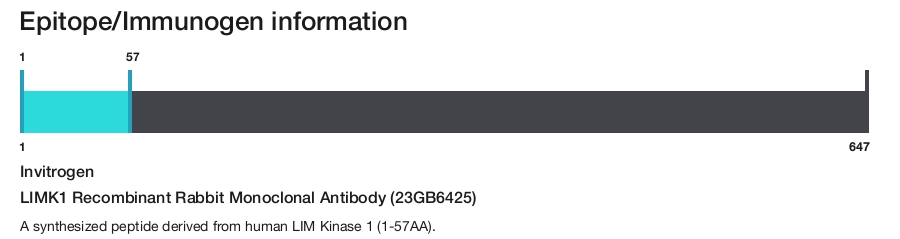 LIMK1 Recombinant Rabbit Monoclonal Antibody (23GB6425)