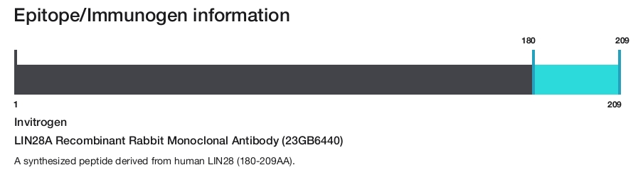 LIN28A Recombinant Rabbit Monoclonal Antibody (23GB6440)