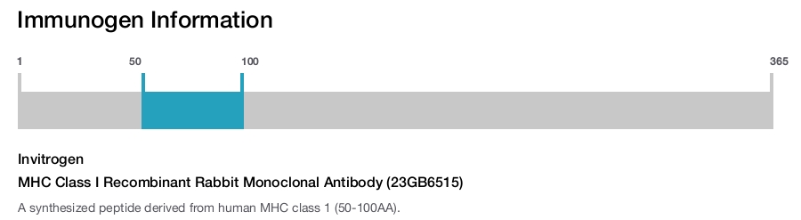MHC Class I Recombinant Rabbit Monoclonal Antibody (23GB6515)