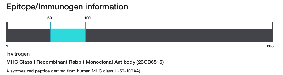 MHC Class I Recombinant Rabbit Monoclonal Antibody (23GB6515)