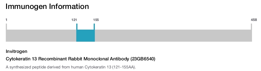 Cytokeratin 13 Recombinant Rabbit Monoclonal Antibody (23GB6540)