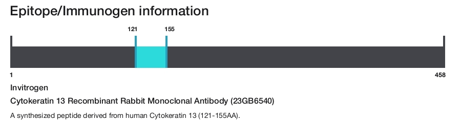 Cytokeratin 13 Recombinant Rabbit Monoclonal Antibody (23GB6540)