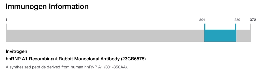 hnRNP A1 Recombinant Rabbit Monoclonal Antibody (23GB6575)