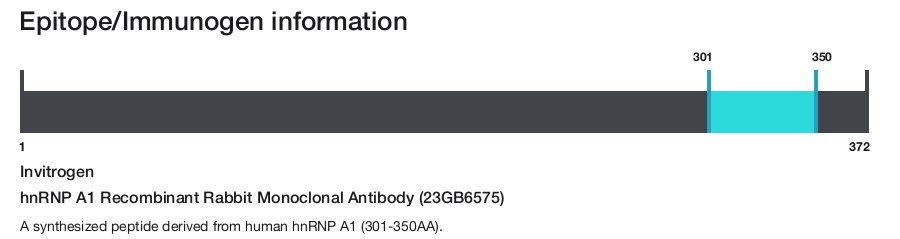 hnRNP A1 Recombinant Rabbit Monoclonal Antibody (23GB6575)