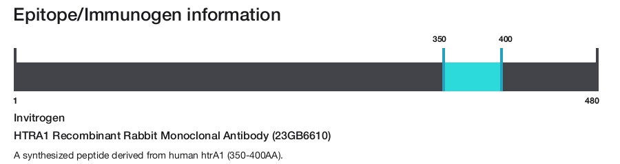HTRA1 Recombinant Rabbit Monoclonal Antibody (23GB6610)