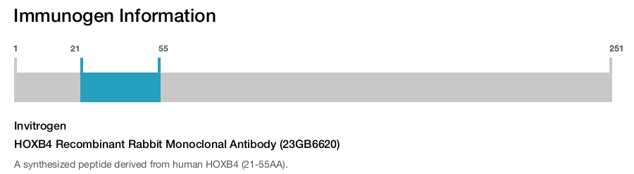 HOXB4 Recombinant Rabbit Monoclonal Antibody (23GB6620)