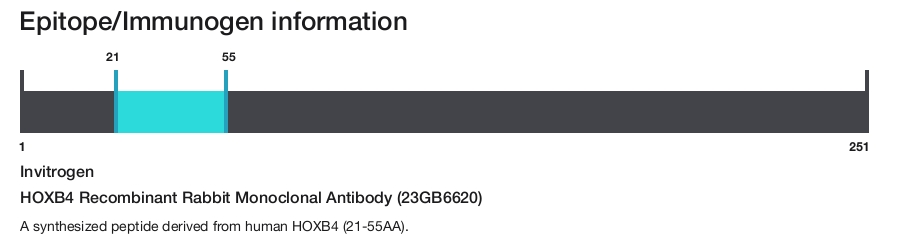 HOXB4 Recombinant Rabbit Monoclonal Antibody (23GB6620)