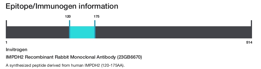 IMPDH2 Recombinant Rabbit Monoclonal Antibody (23GB6670)