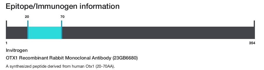 OTX1 Recombinant Rabbit Monoclonal Antibody (23GB6680)