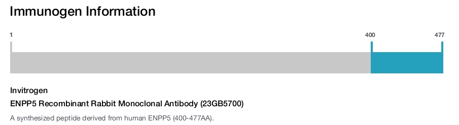 ENPP5 Recombinant Rabbit Monoclonal Antibody (23GB5700)