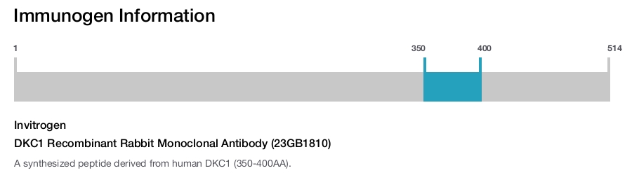 DKC1 Recombinant Rabbit Monoclonal Antibody (23GB1810)