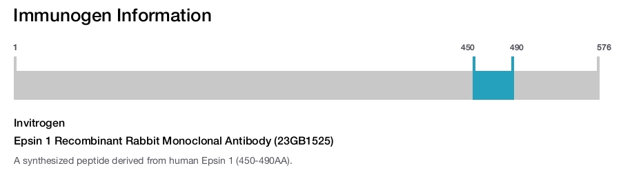 Epsin 1 Recombinant Rabbit Monoclonal Antibody (23GB1525)