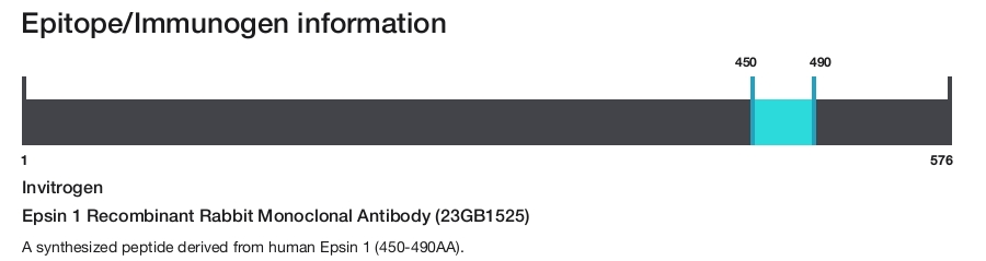 Epsin 1 Recombinant Rabbit Monoclonal Antibody (23GB1525)