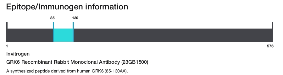 GRK6 Recombinant Rabbit Monoclonal Antibody (23GB1500)