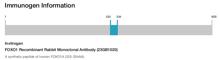 FOXO1 Recombinant Rabbit Monoclonal Antibody (23GB1020)