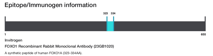 FOXO1 Recombinant Rabbit Monoclonal Antibody (23GB1020)