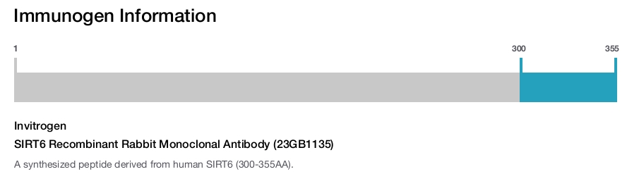 SIRT6 Recombinant Rabbit Monoclonal Antibody (23GB1135)