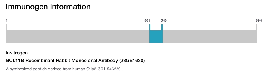 BCL11B Recombinant Rabbit Monoclonal Antibody (23GB1630)