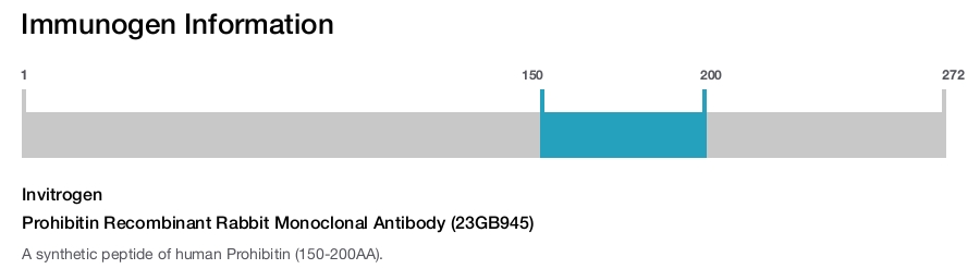 Prohibitin Recombinant Rabbit Monoclonal Antibody (23GB945)