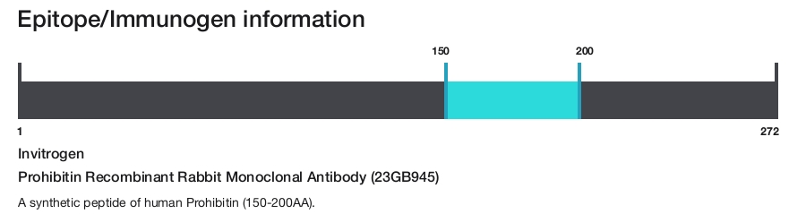 Prohibitin Recombinant Rabbit Monoclonal Antibody (23GB945)
