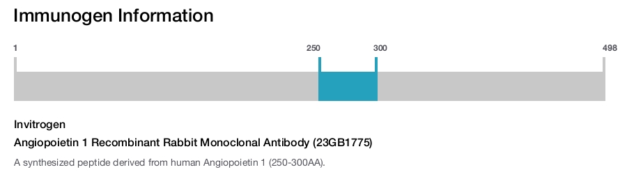 Angiopoietin 1 Recombinant Rabbit Monoclonal Antibody (23GB1775)