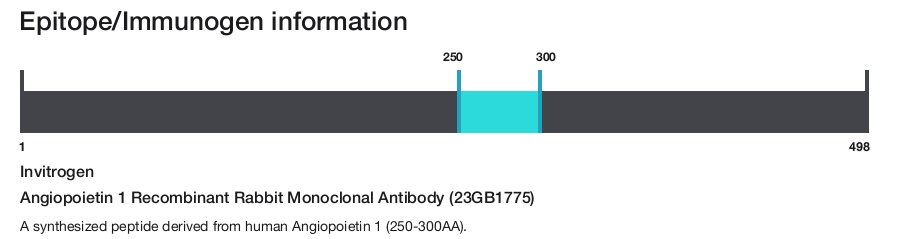 Angiopoietin 1 Recombinant Rabbit Monoclonal Antibody (23GB1775)