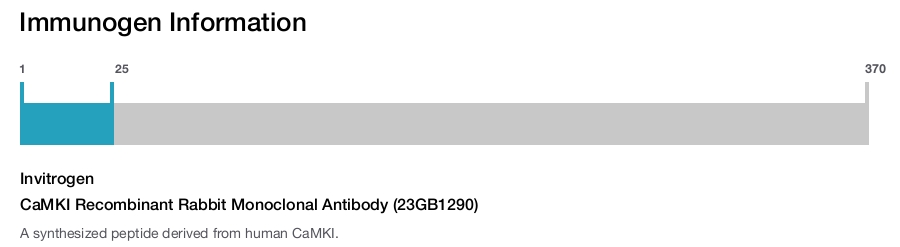 CaMKI Recombinant Rabbit Monoclonal Antibody (23GB1290)