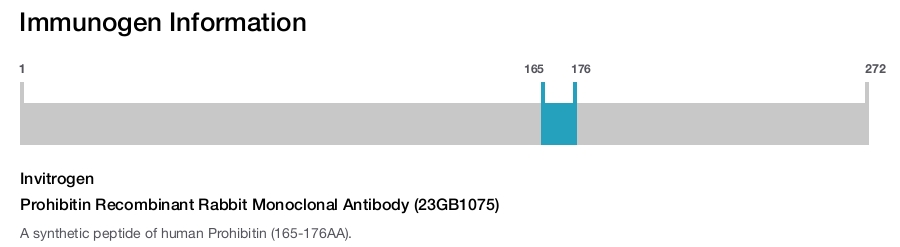 Prohibitin Recombinant Rabbit Monoclonal Antibody (23GB1075)