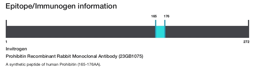 Prohibitin Recombinant Rabbit Monoclonal Antibody (23GB1075)