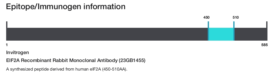 EIF2A Recombinant Rabbit Monoclonal Antibody (23GB1455)
