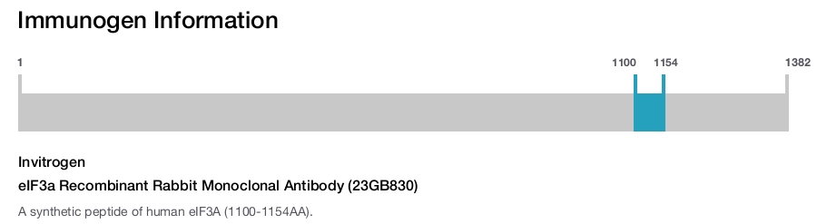eIF3a Recombinant Rabbit Monoclonal Antibody (23GB830)