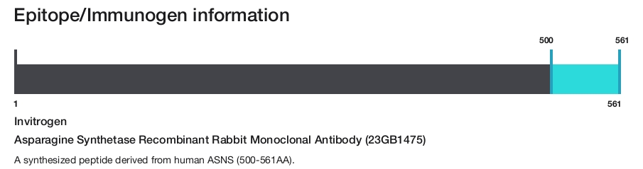 Asparagine Synthetase Recombinant Rabbit Monoclonal Antibody (23GB1475)