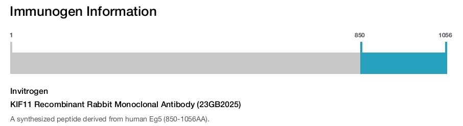 KIF11 Recombinant Rabbit Monoclonal Antibody (23GB2025)